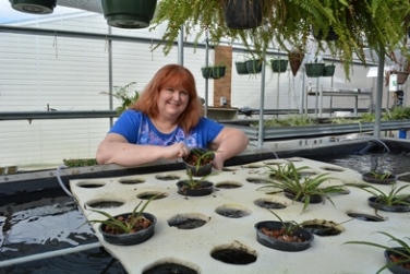 Horticulture student potting small plants in the greenhouse.