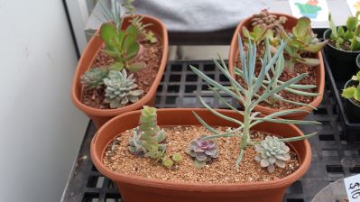 A variety of different plants on sale